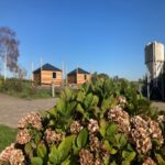 Hooiberghutten boerderij Berg hortensia