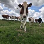 Koeien hooiberghutten boerderij Berg