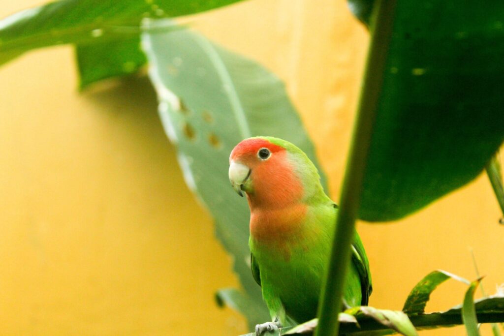 Avifauna